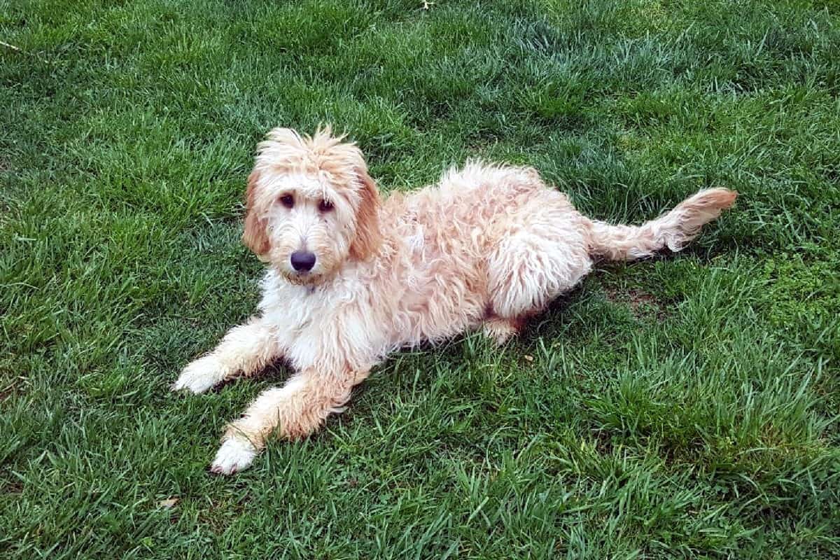 Goldendoodle in Grass