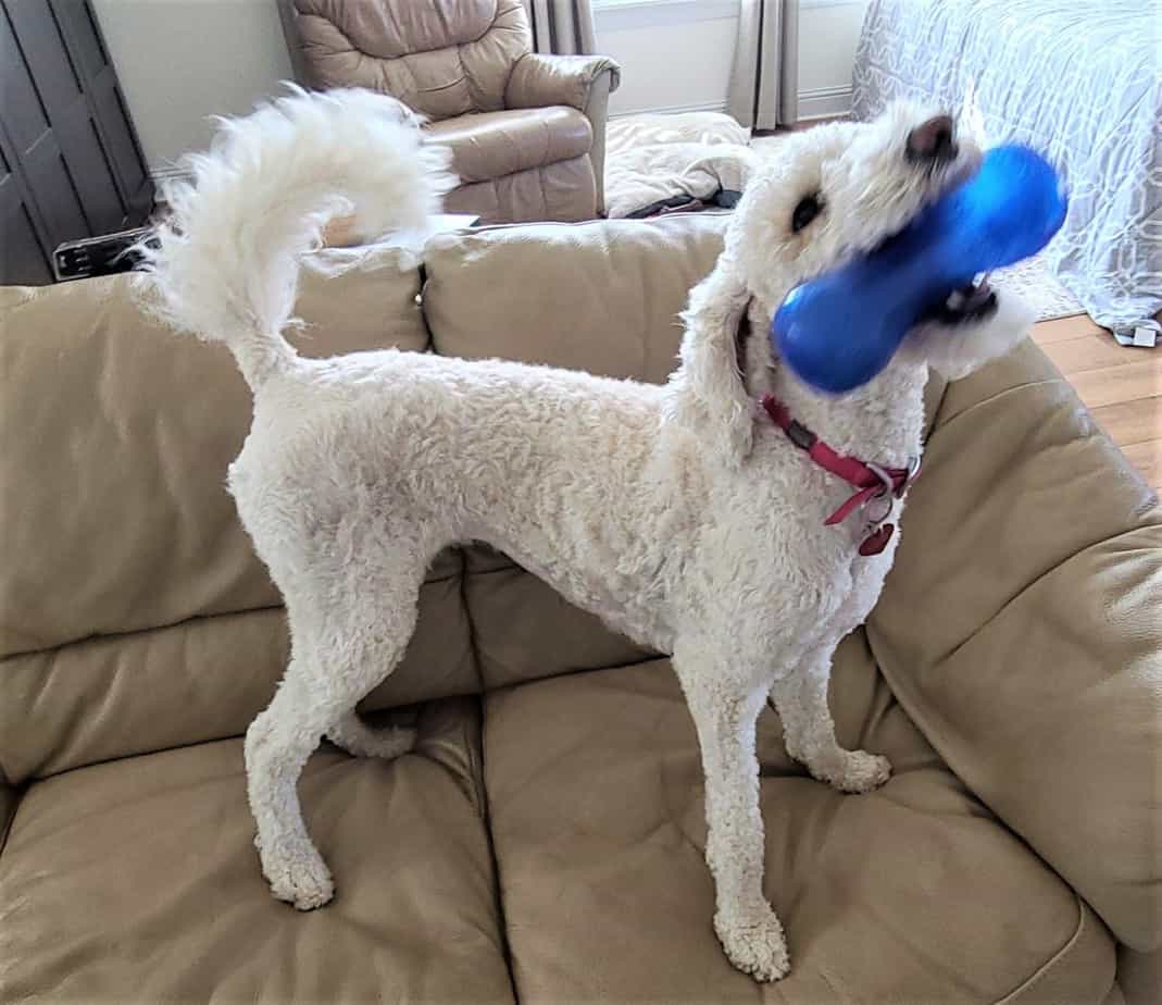 Poodle playing with toy on sofa.