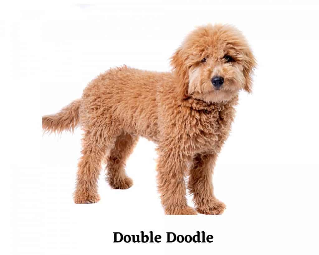 What is a Double Doodle? (Crazy Popular Dogs) – Simply Poodles