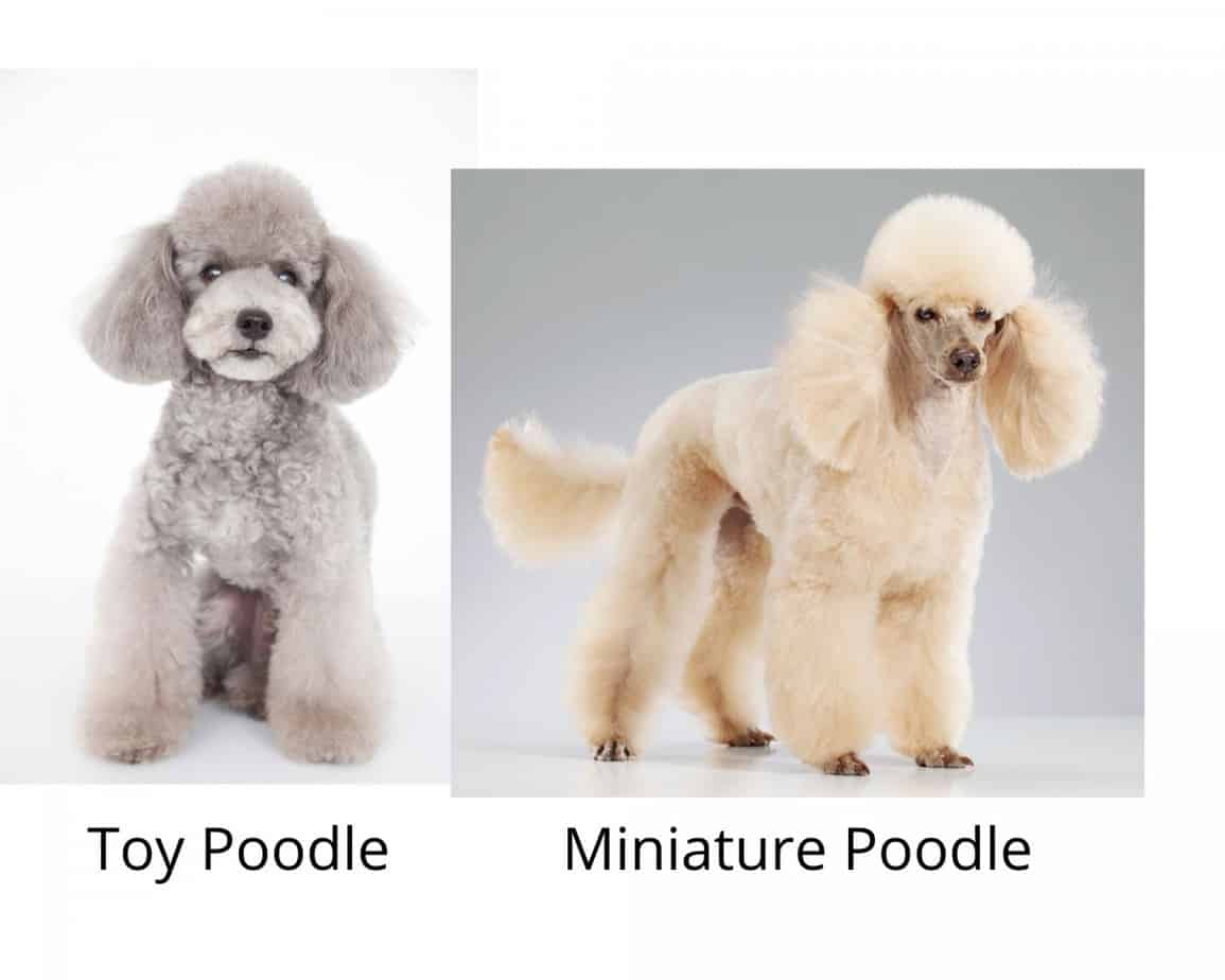 toy poodle compared to miniature poodle