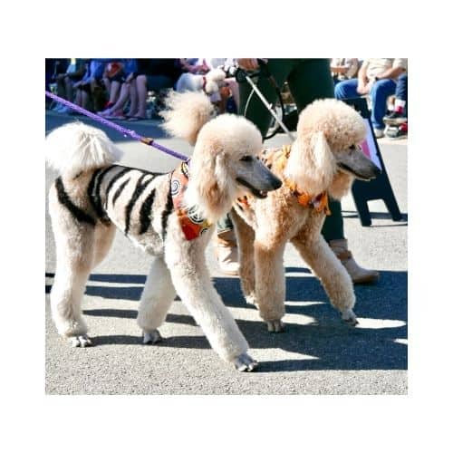 Fancy Painted Poodles - demonstrates a unique hairstyle.