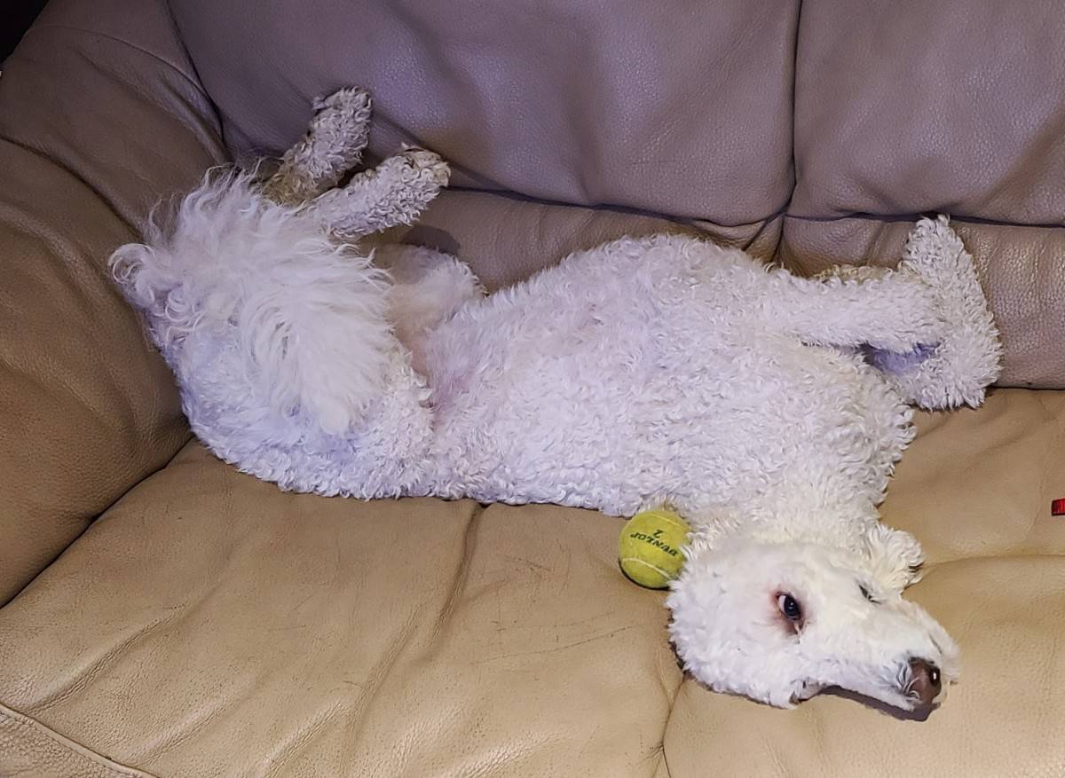 Annie the Poodle being goofy