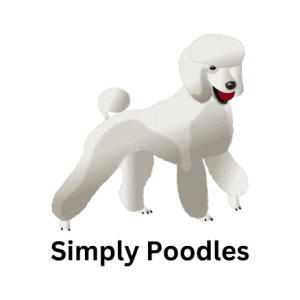 Poodle with red ball